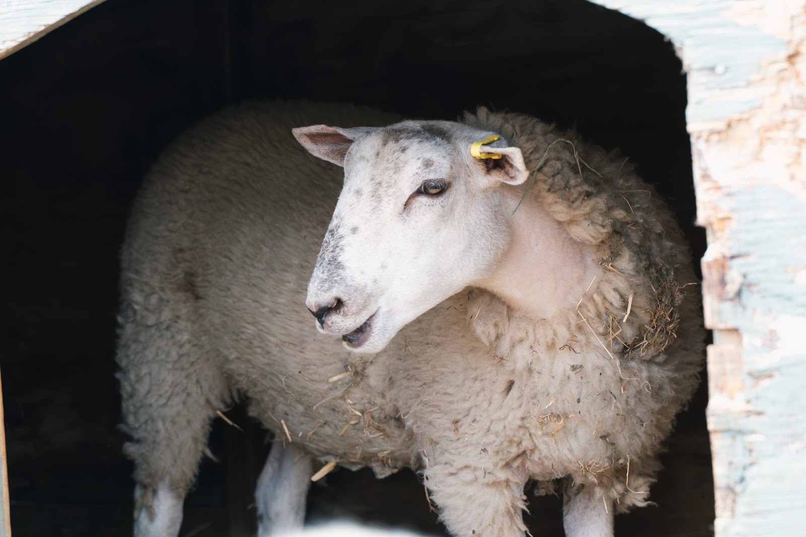 Sheep