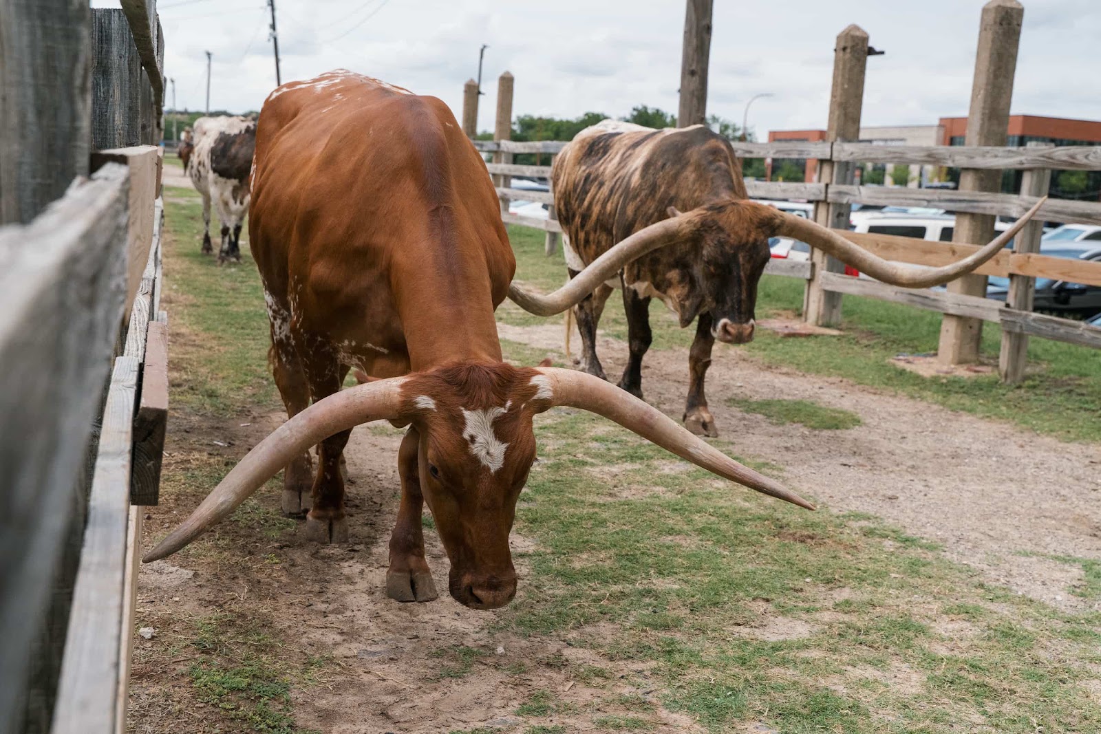 Longhorn Cows Make Their Way To The Street For Cattle Drive