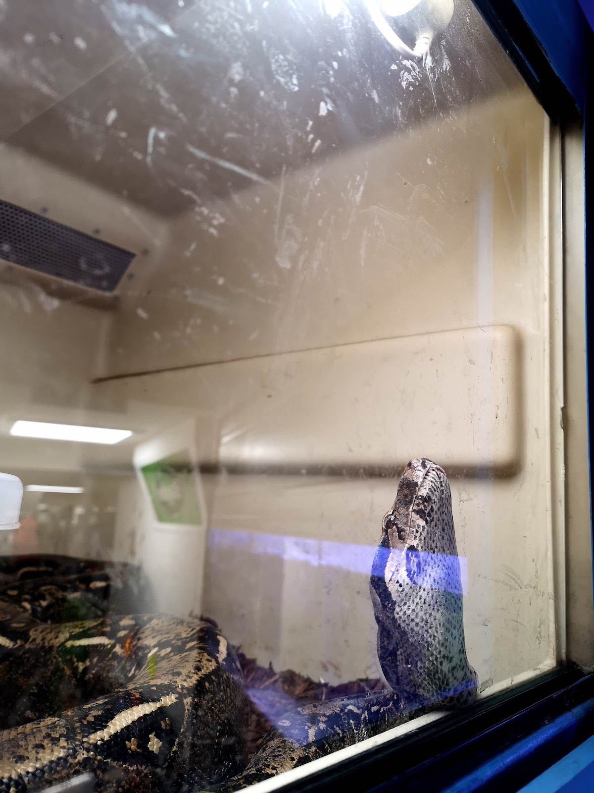 Boa inside small cage