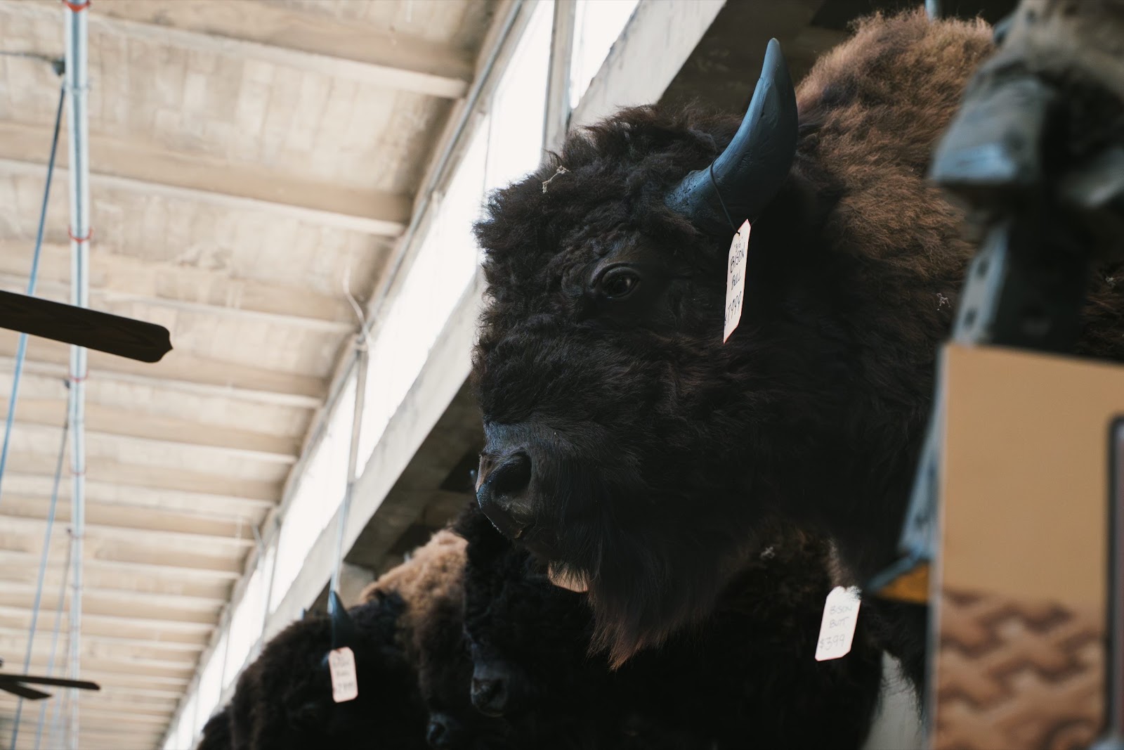 Taxidermy Bison Head