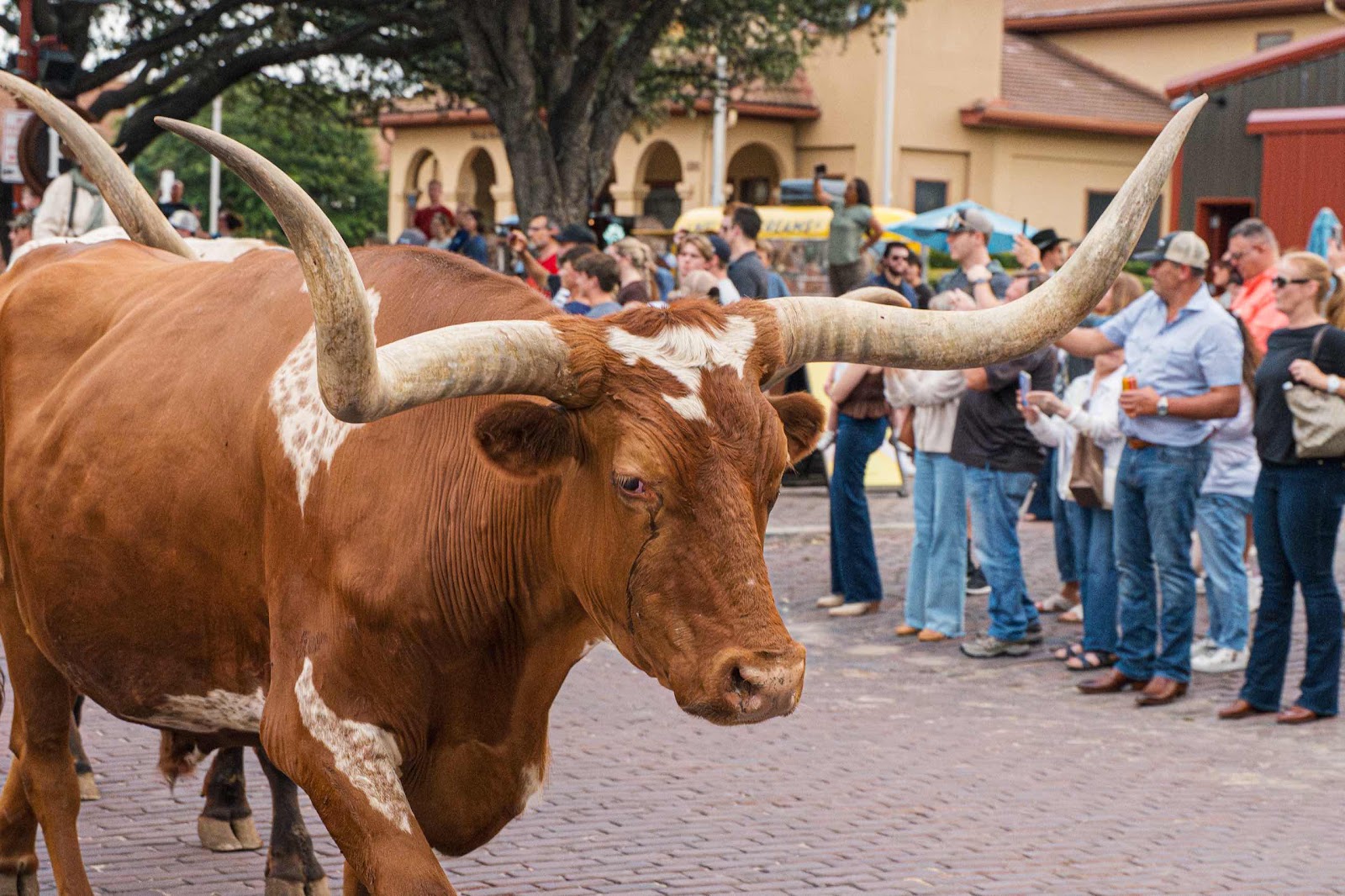 Longhorn Cow Walk The Street For Cattle Drive