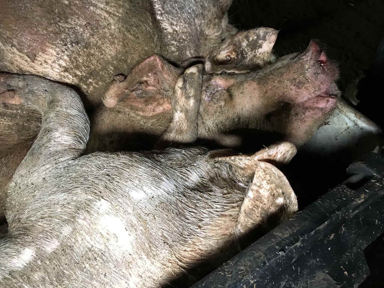 Bin Full Of Dead Pigs