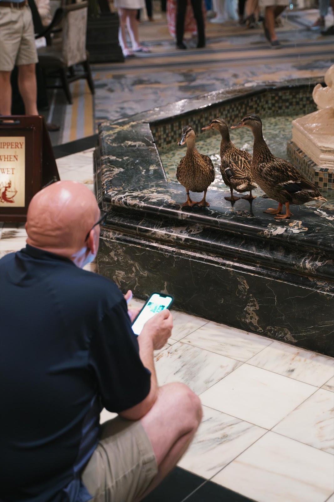 Ducks Kept In Hotel Fountain