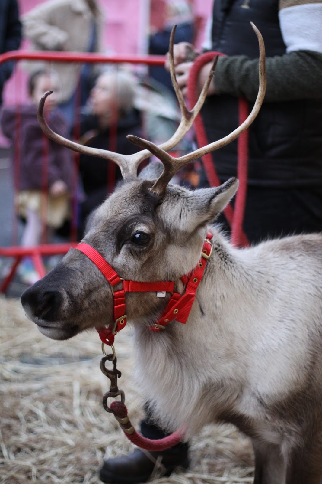 Reindeer Display at Christmas Market