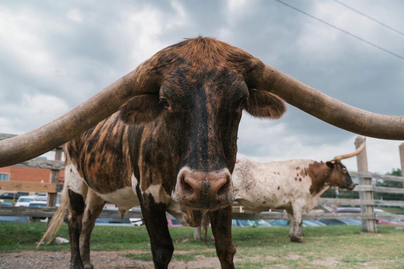 Longhorn Cow Waiting For Cattle Drive