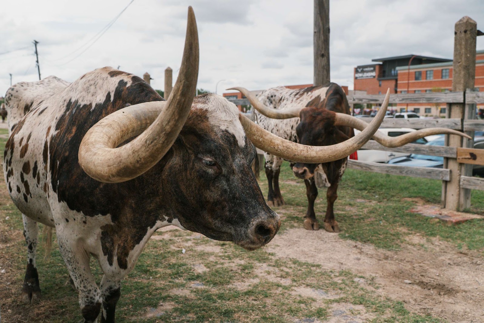 Longhorn Cows Make Their Way To The Street For Cattle Drive