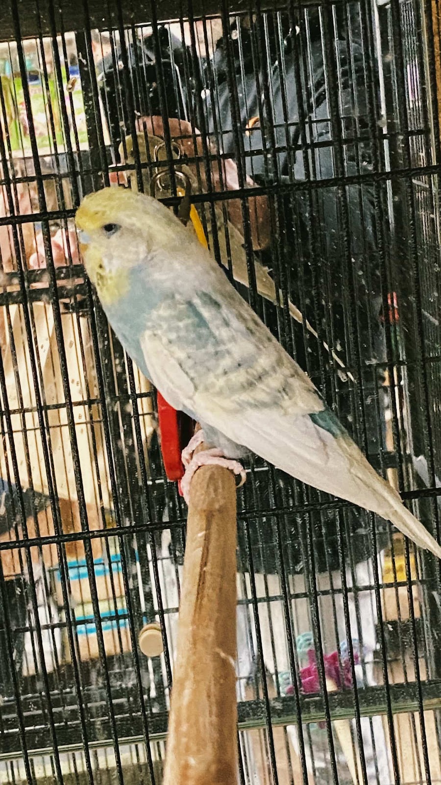 Budgie Alone In A Pet Shop