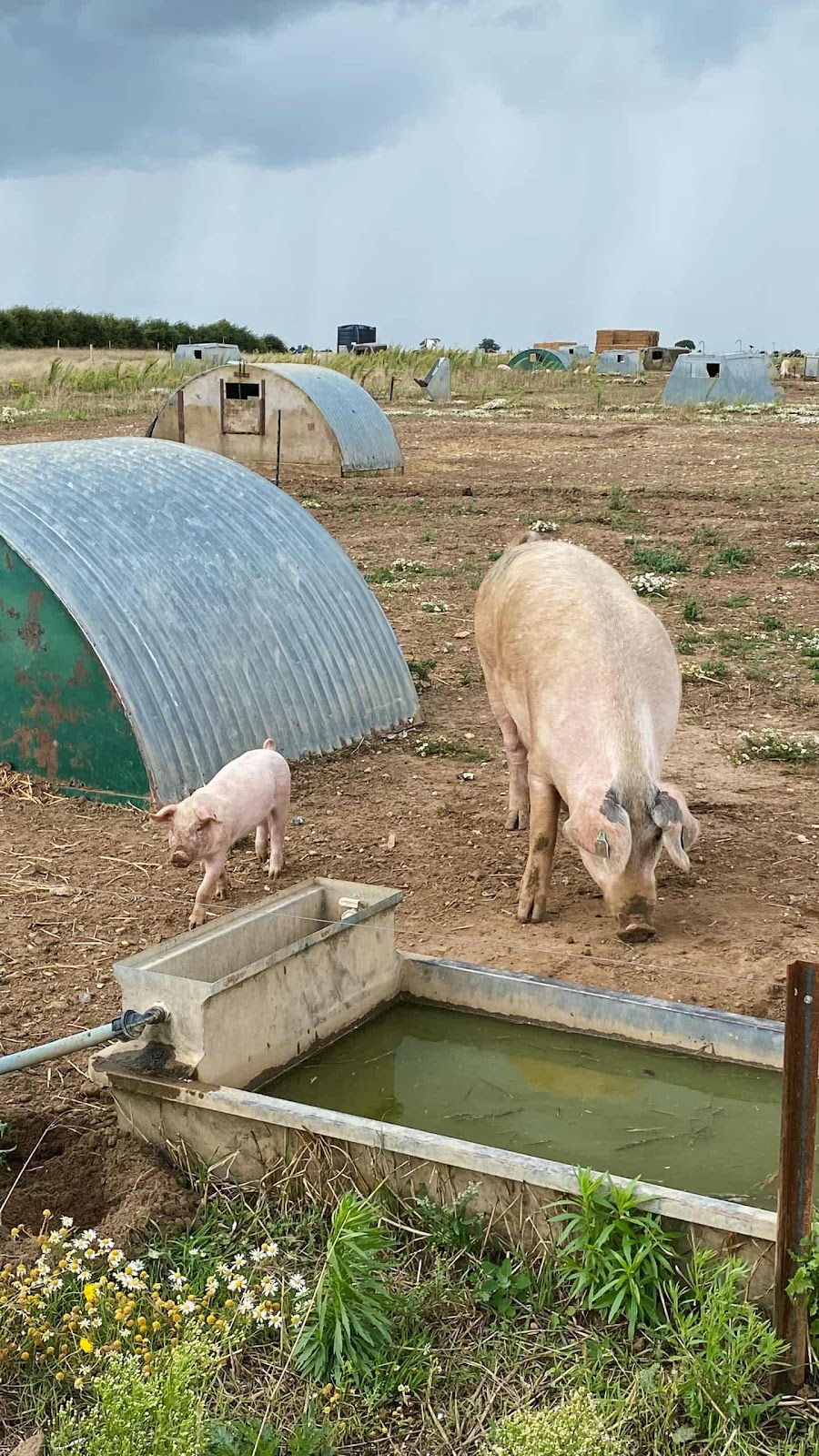 Mother Pig & Piglet 