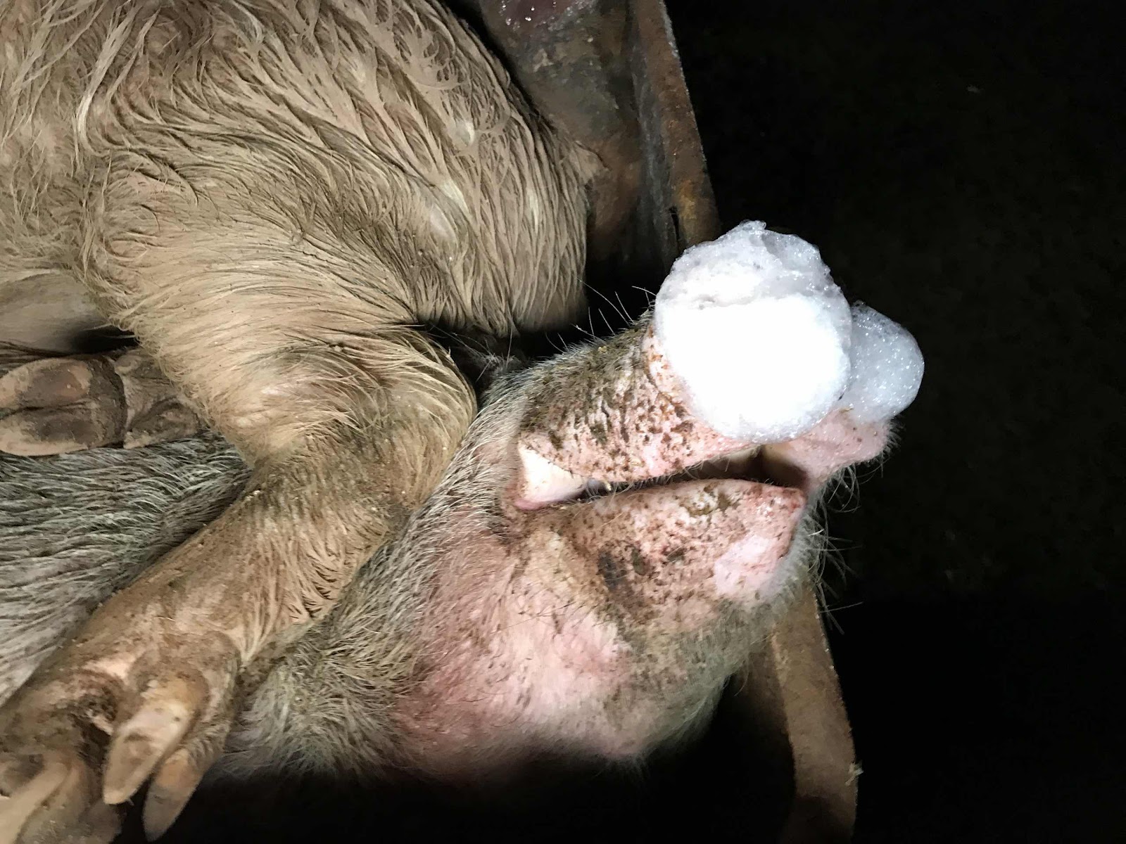 Bin Full Of Dead Pigs