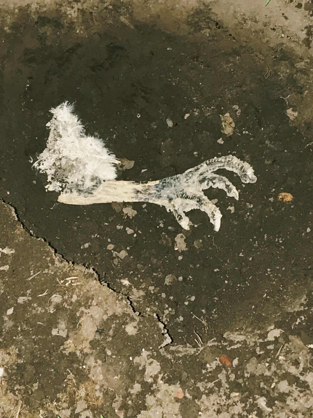 Chickens Leg Found On The Floor