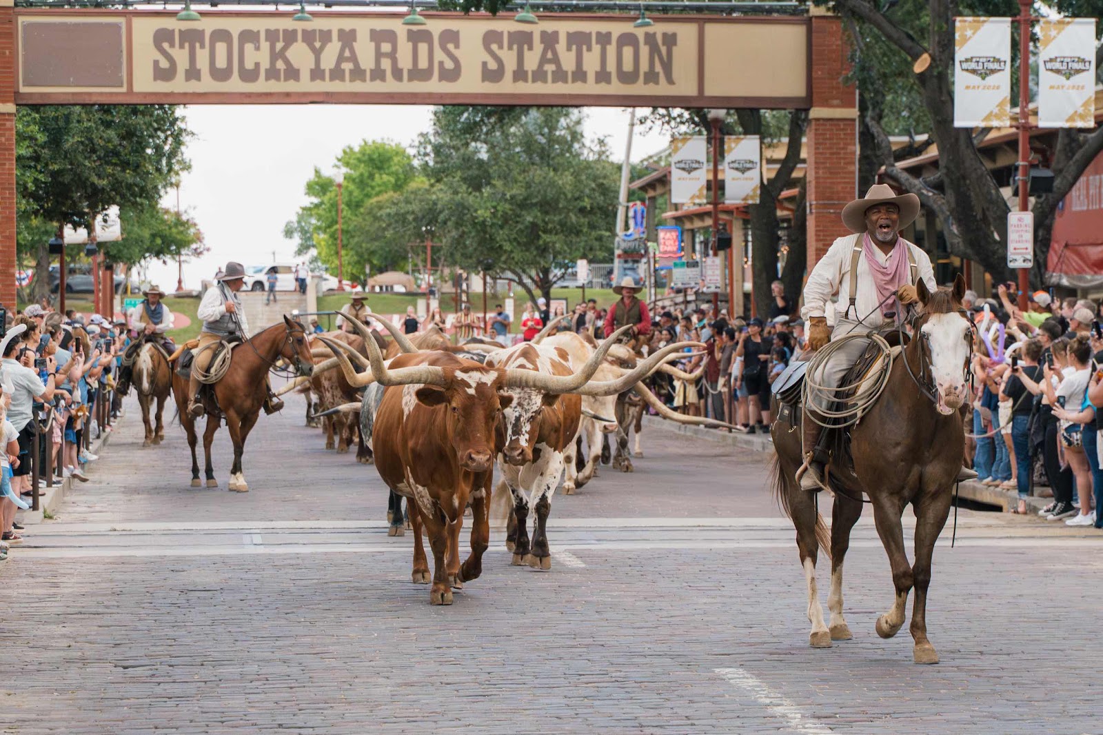 Longhorn Cows Walk The Streets For Cattle Drive