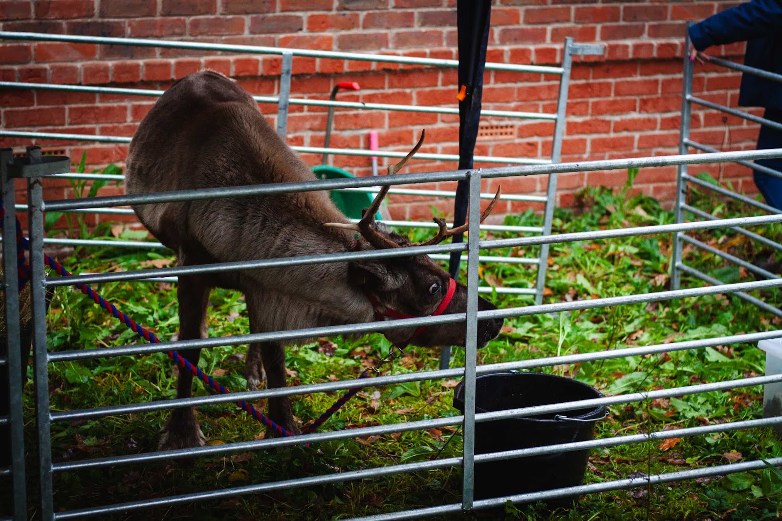 Reindeer at Christmas Event