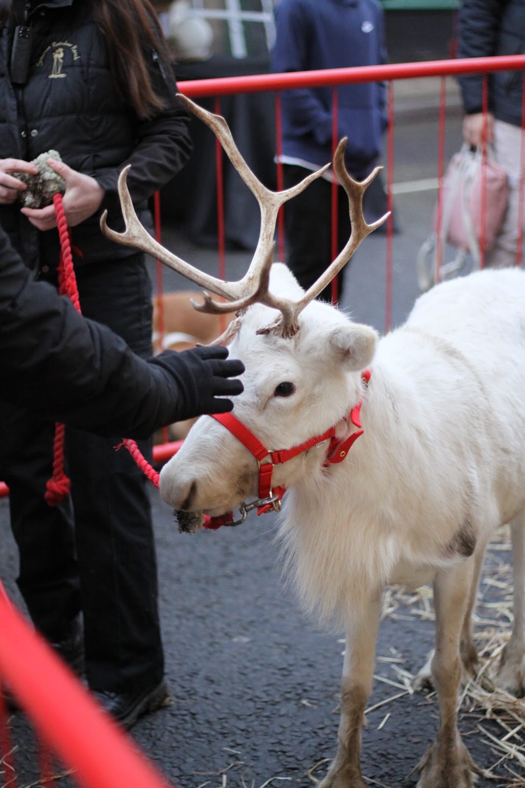 Reindeer Display at Christmas Market