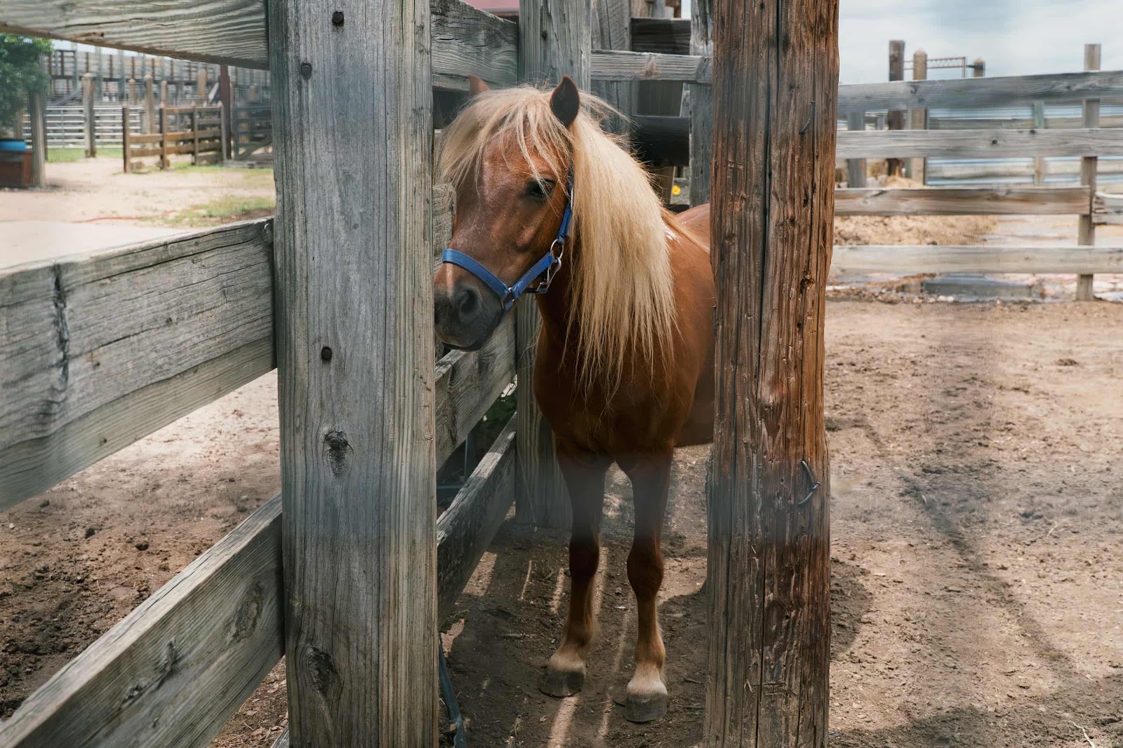 A Pony