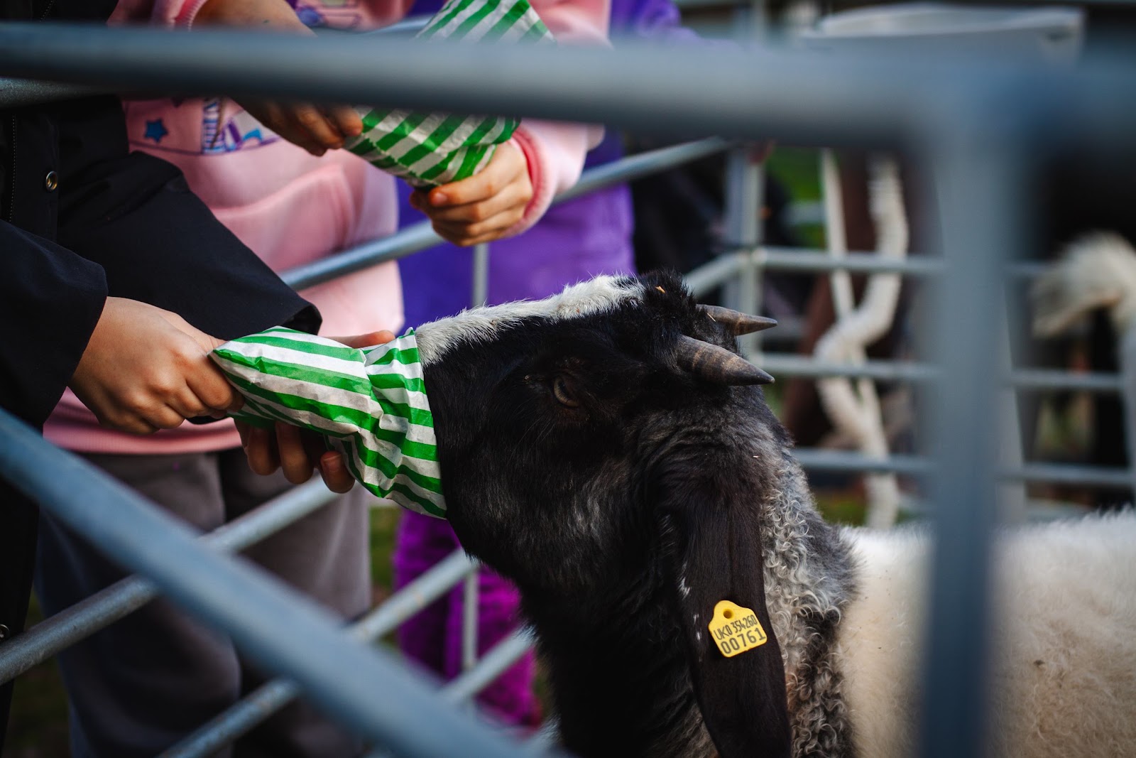 Goat at a Christmas market