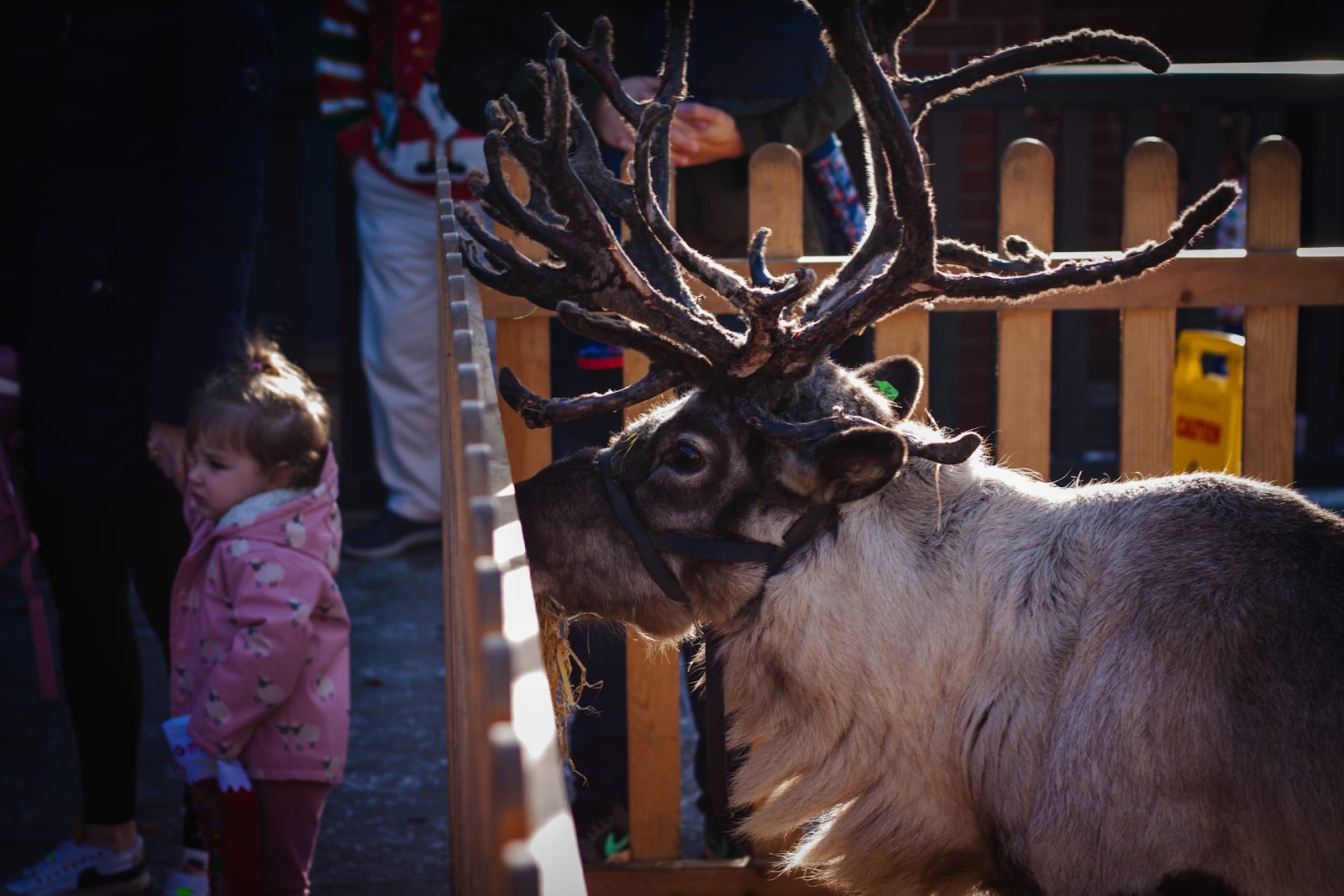 Reindeer Display at Christmas Event