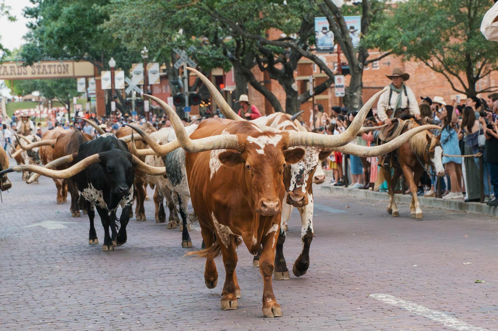 Longhorn Cows Walk The Street For Cattle Drive