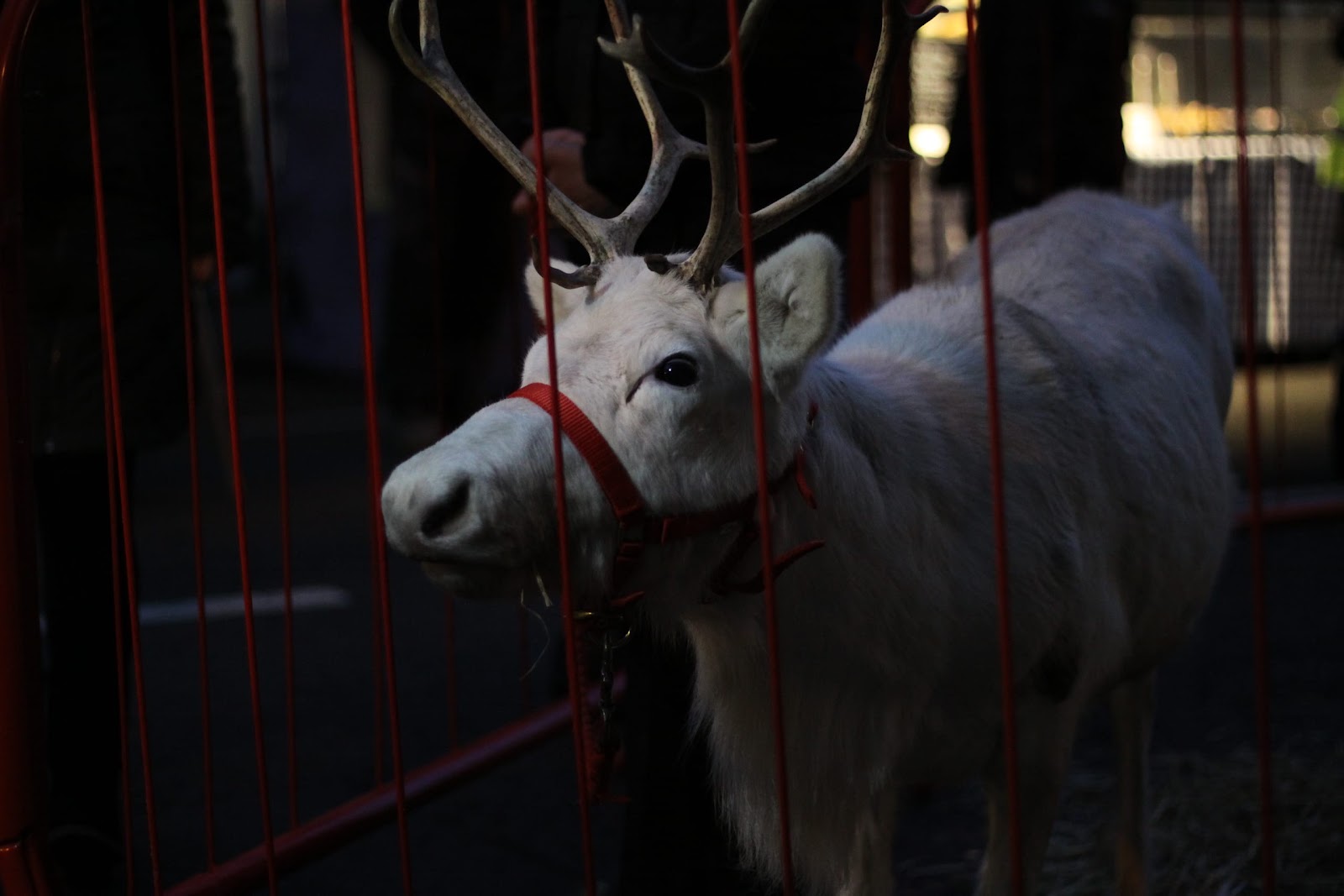 Reindeer Display at Christmas Market