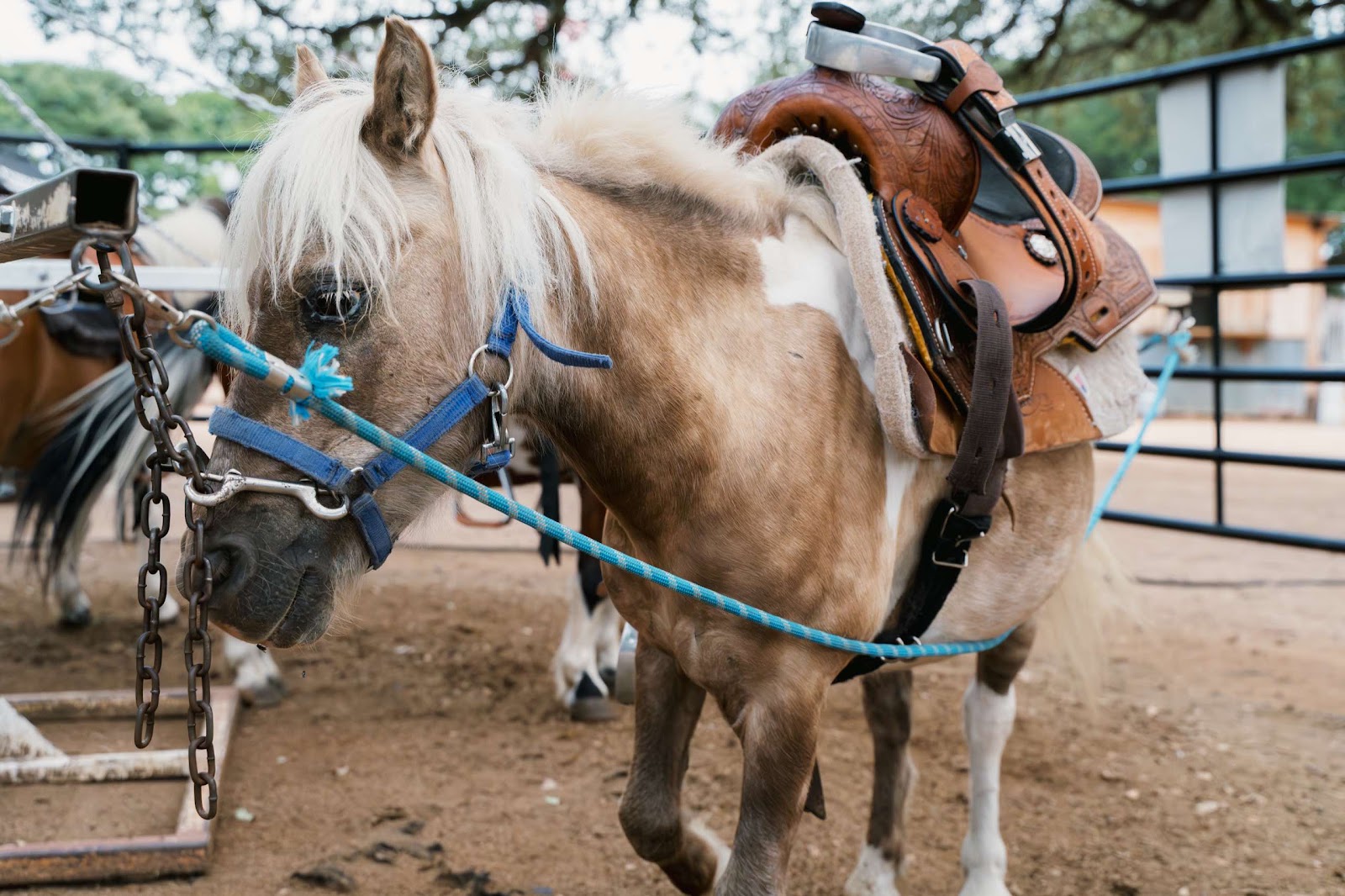 Pony Attached To Merry-Go-Round