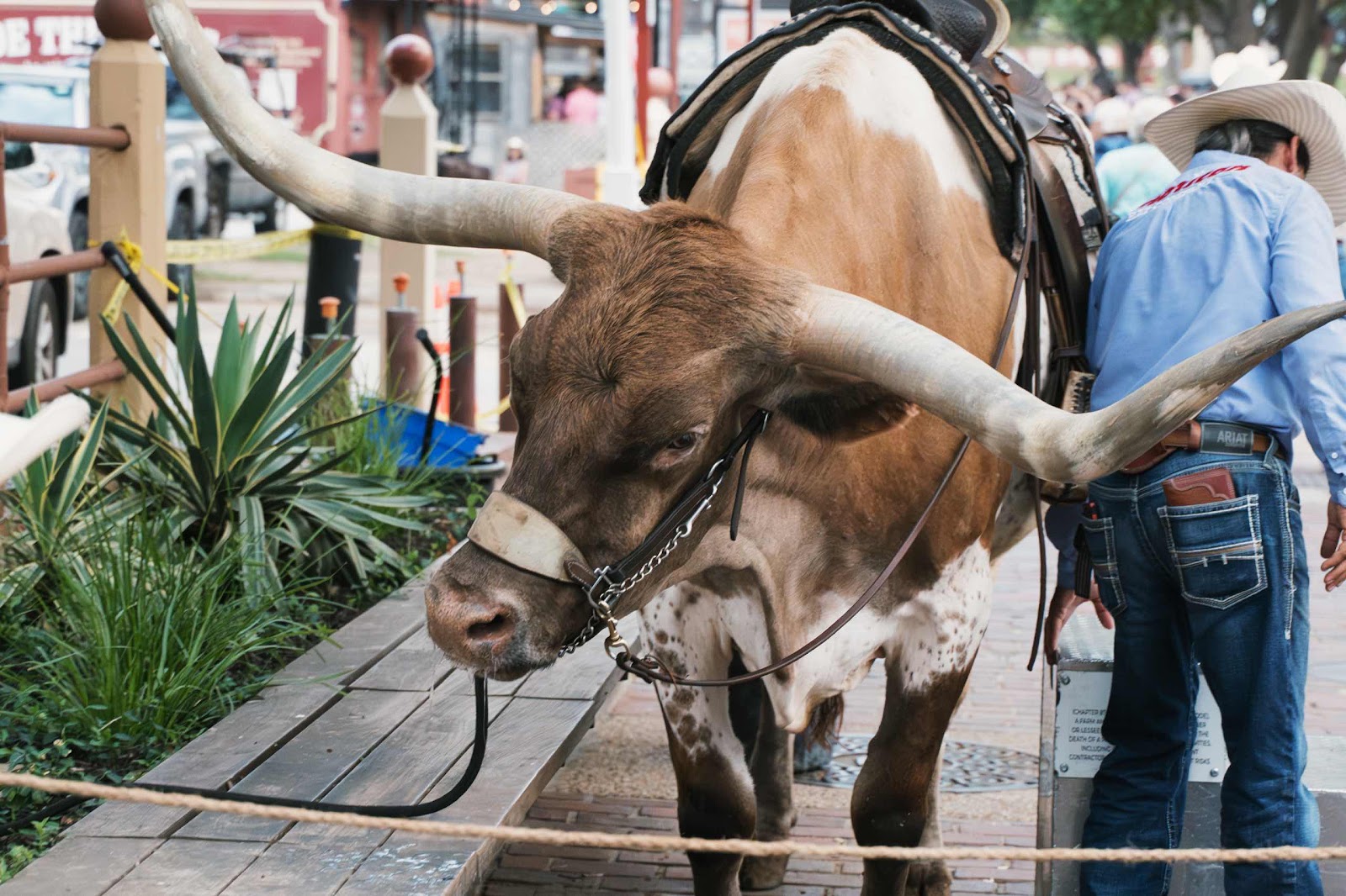 A Tied Up Longhorn Cow Used For Tourist Photos