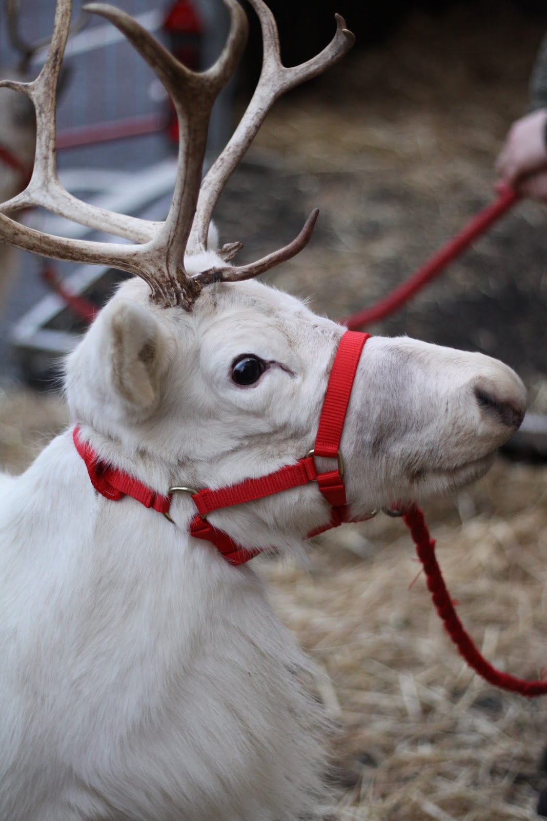 Reindeer Display at Christmas Market