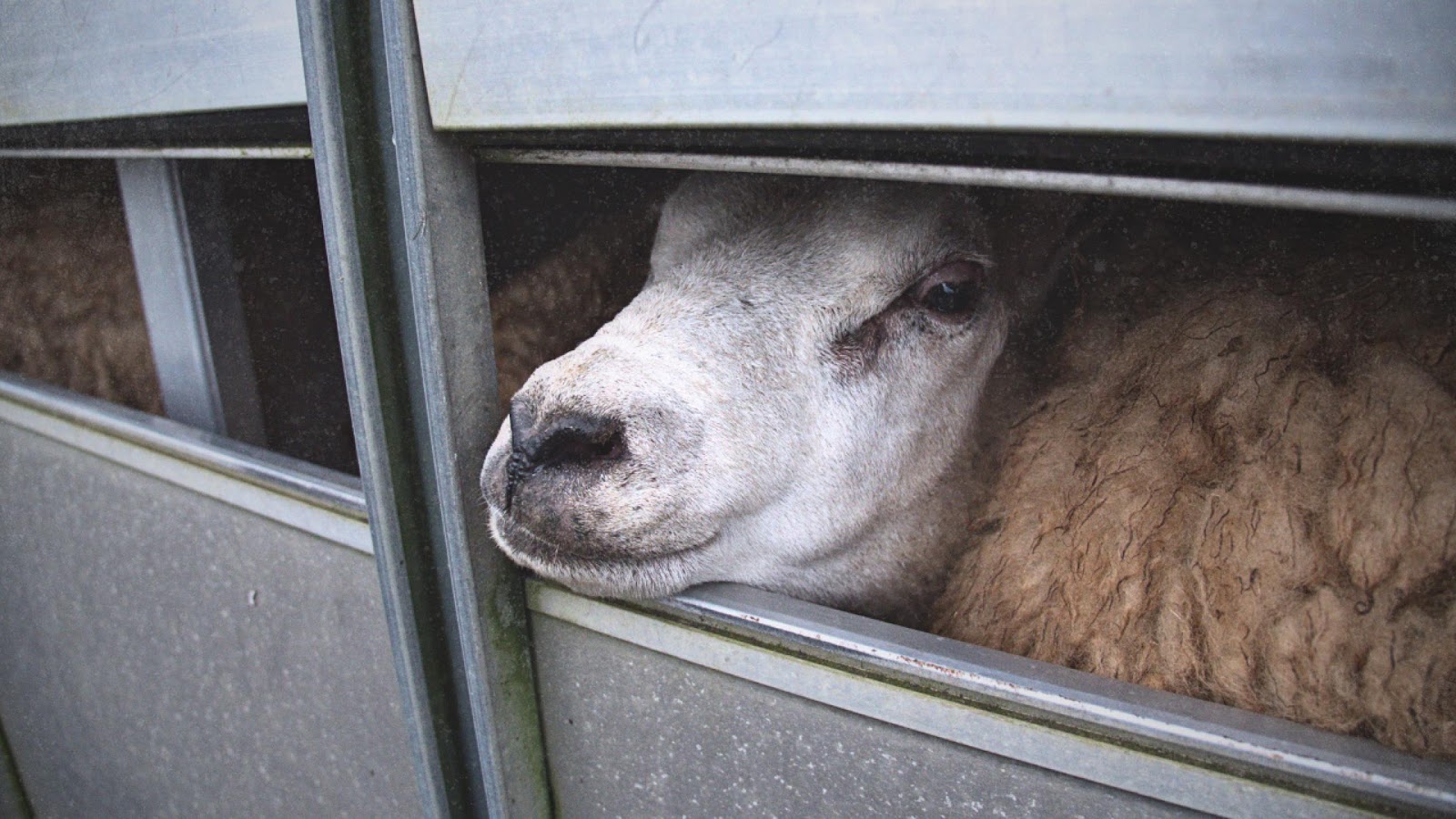 Sheep in Truck at Auction