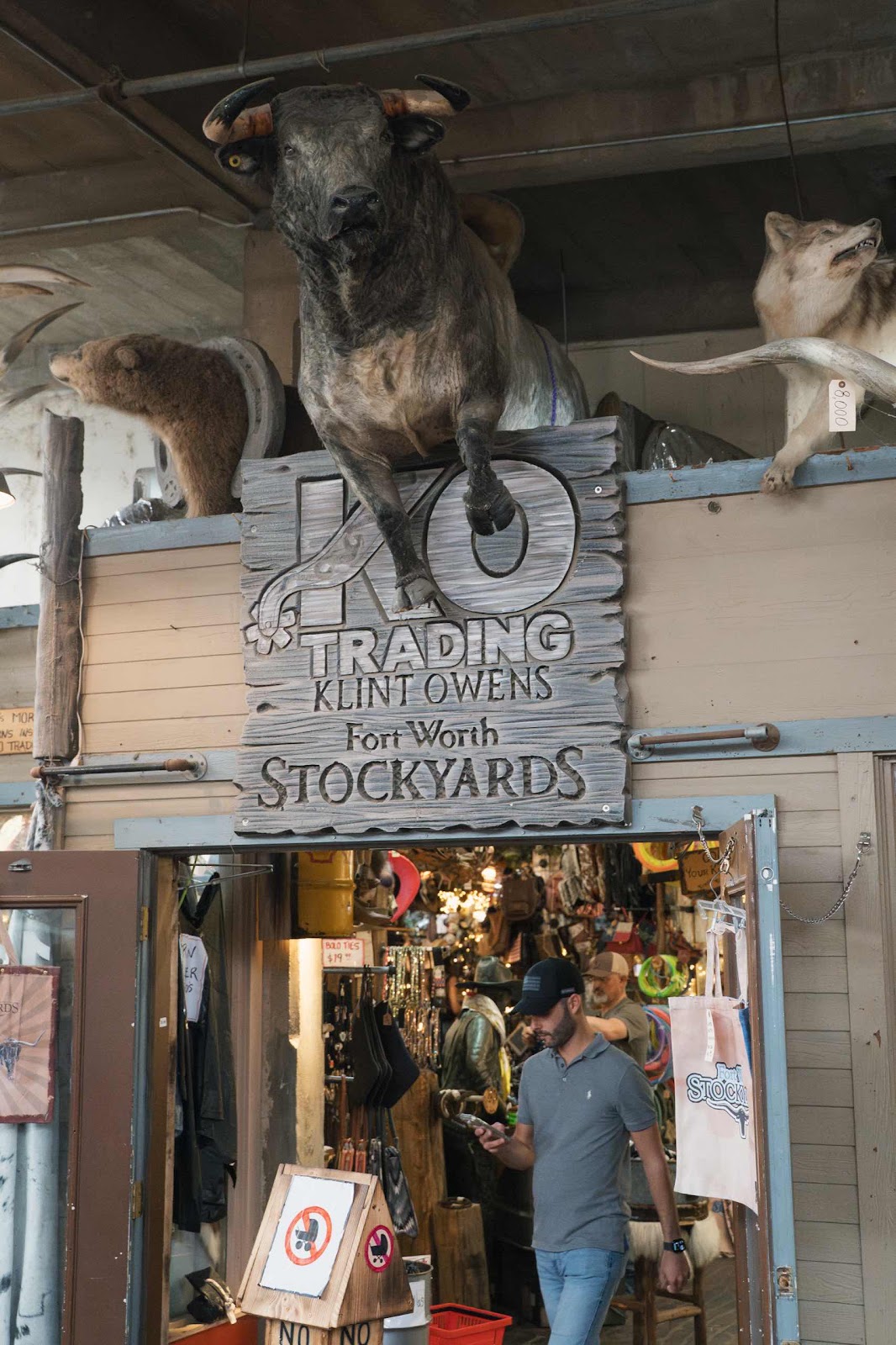 Taxidermy Bull, Bear and Wolf Mounts