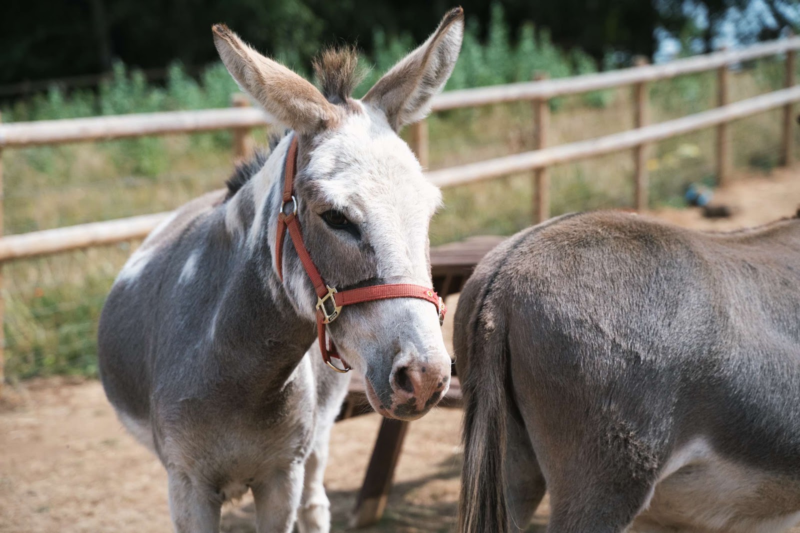 A Donkey