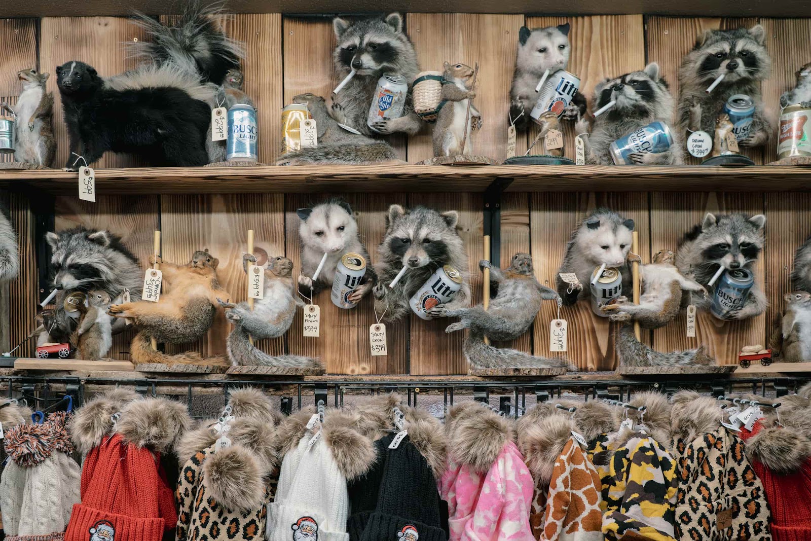 Taxidermy Racoons, Opossums, Squirrels, Skunks and Fur Hats