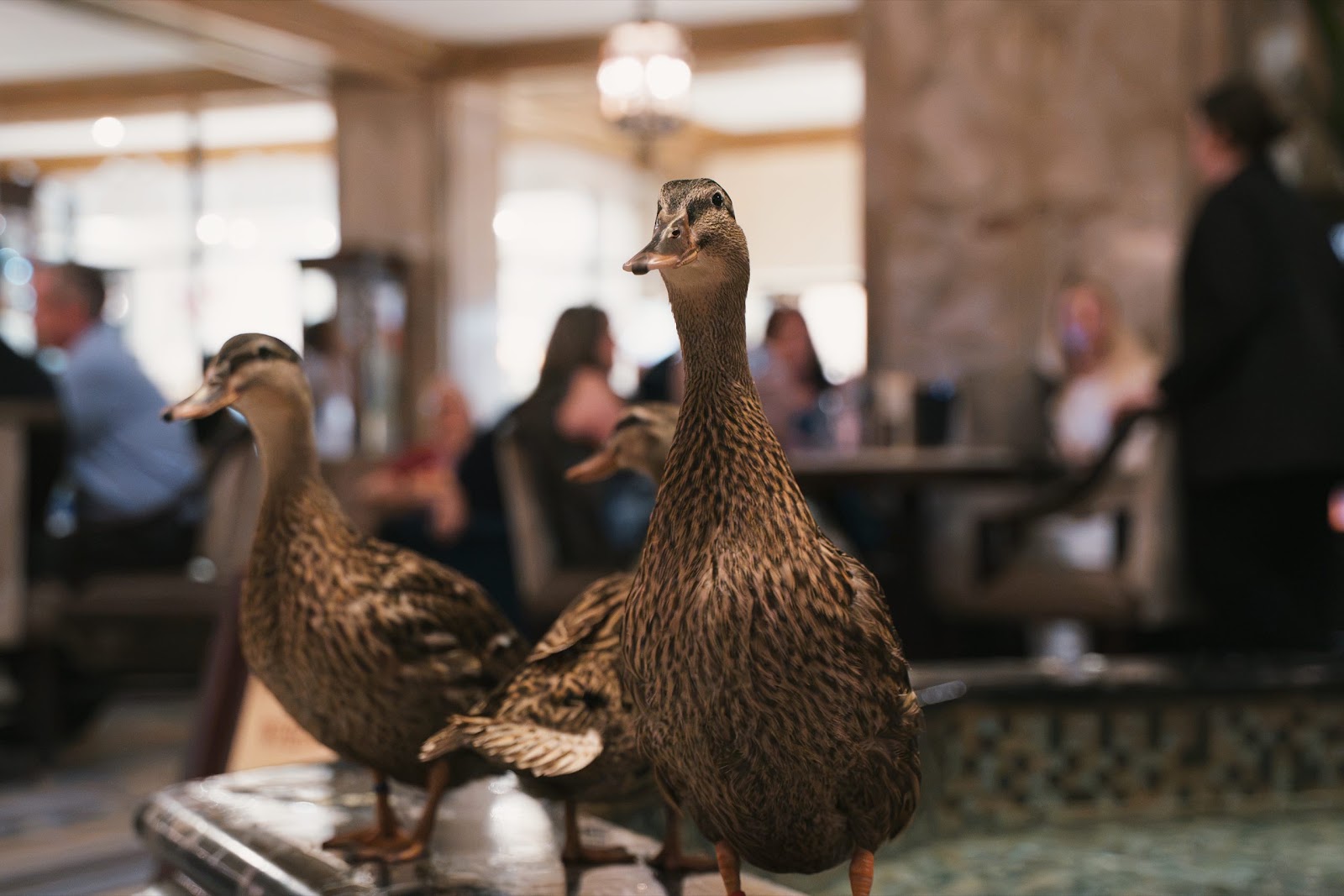 Ducks Kept In Hotel Fountain