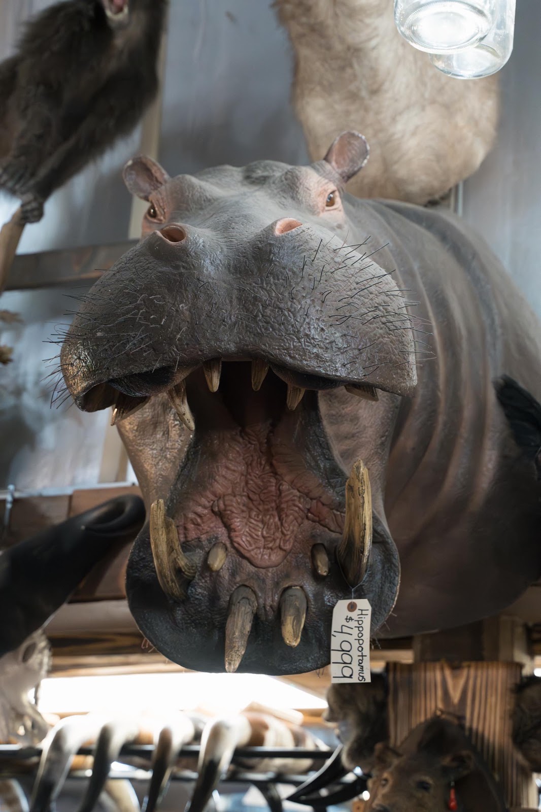 Taxidermy Hippo Head