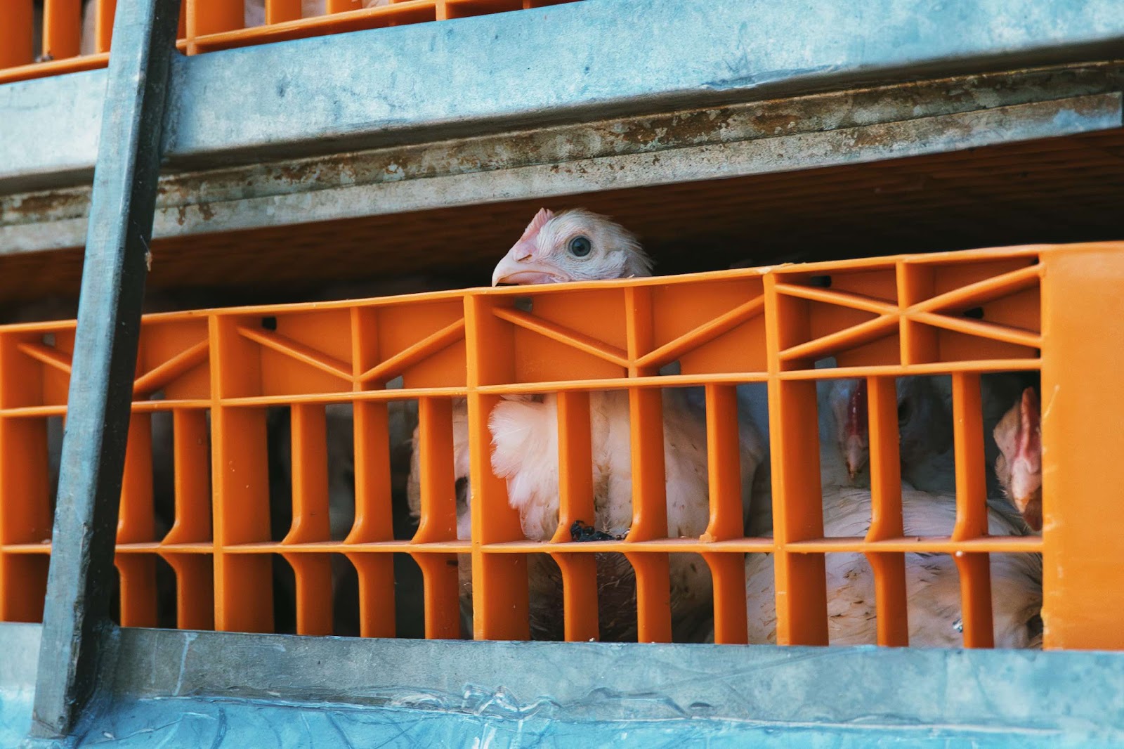 Chicken On A Slaughter Truck