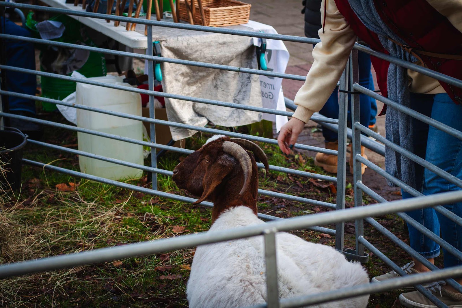 Goat at a Christmas market