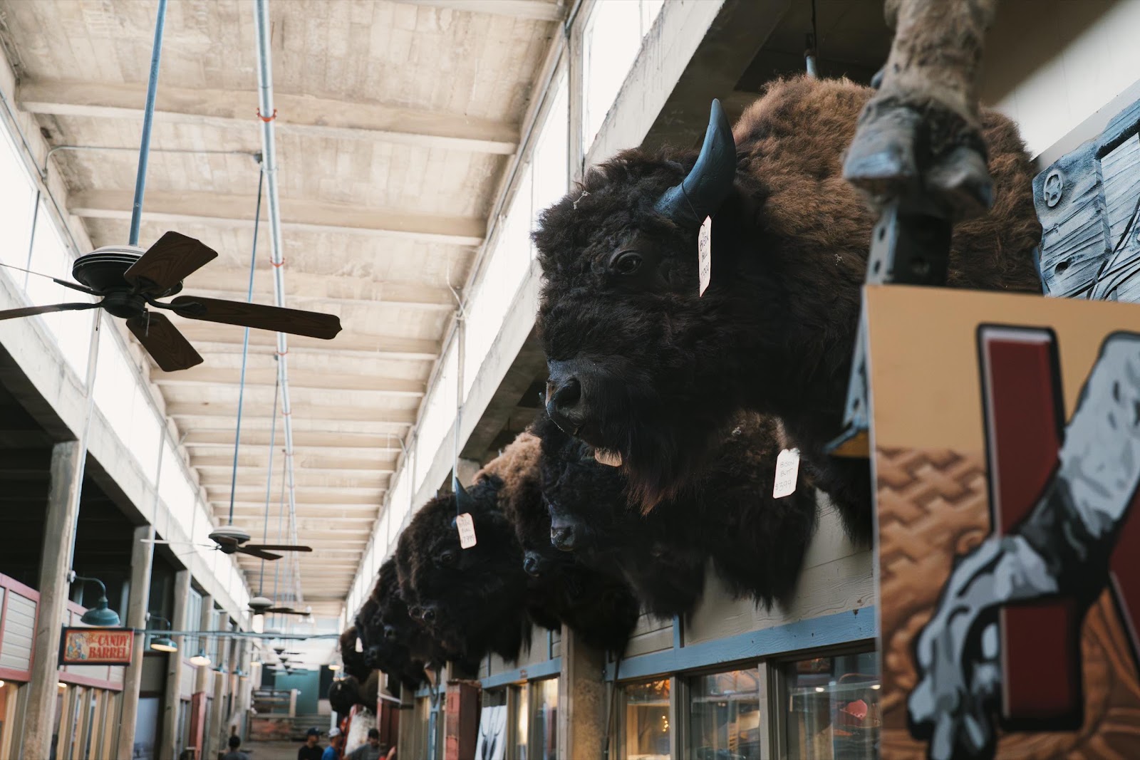 Taxidermy Bison Bull Heads