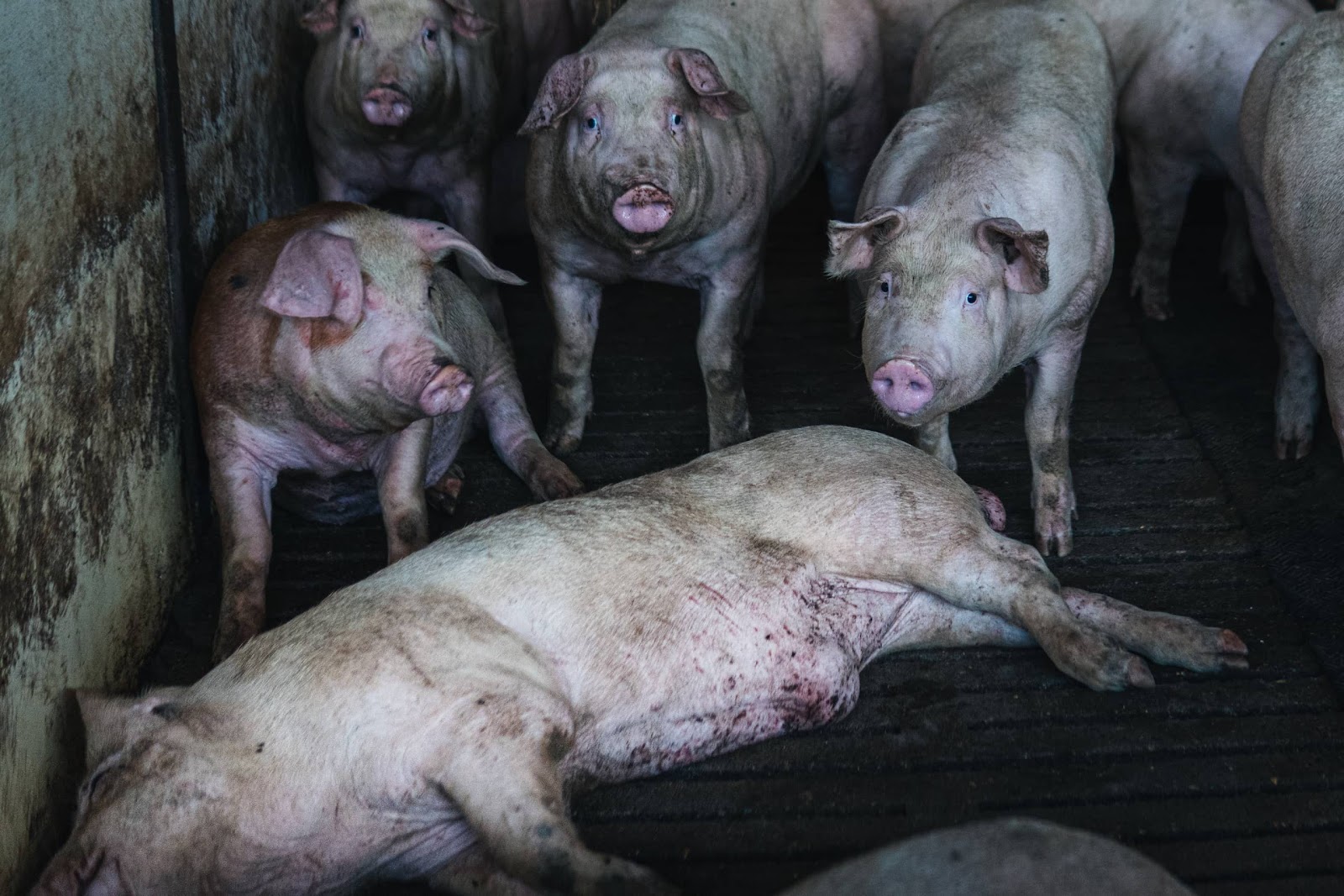Pigs inside a shed on UK farm