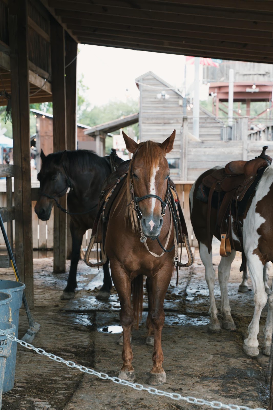 Horse Waiting To Be Ridden by Tourists