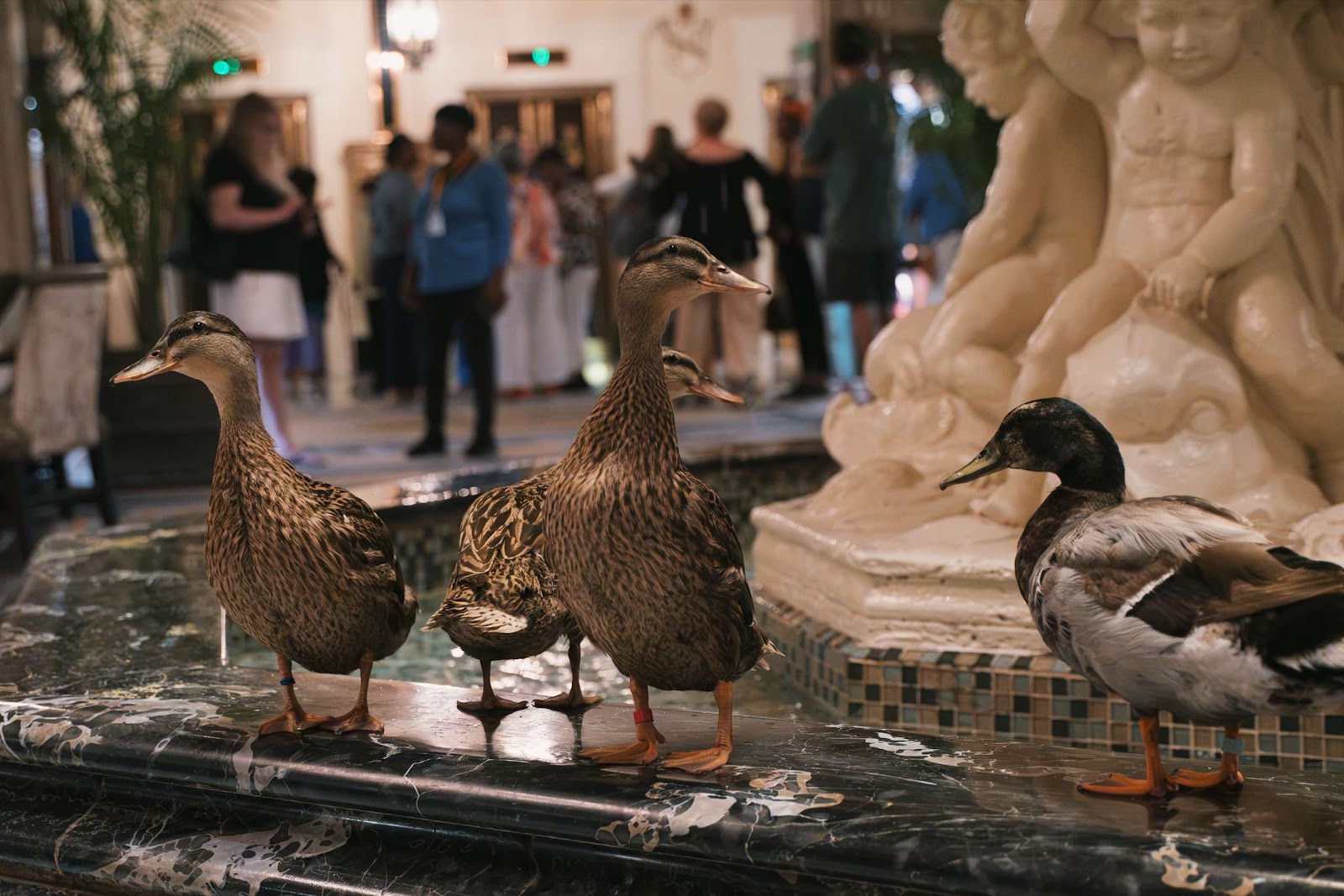 Ducks Kept In Hotel Fountain