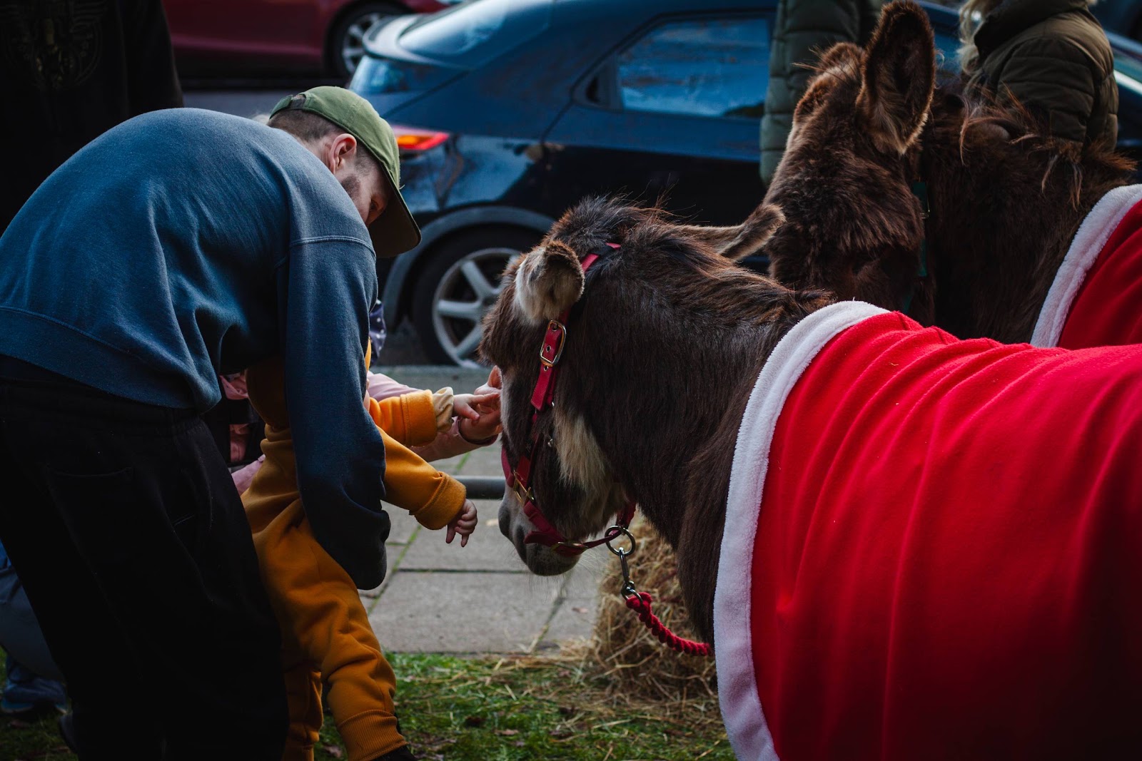 Donkey dressed up for Christmas market