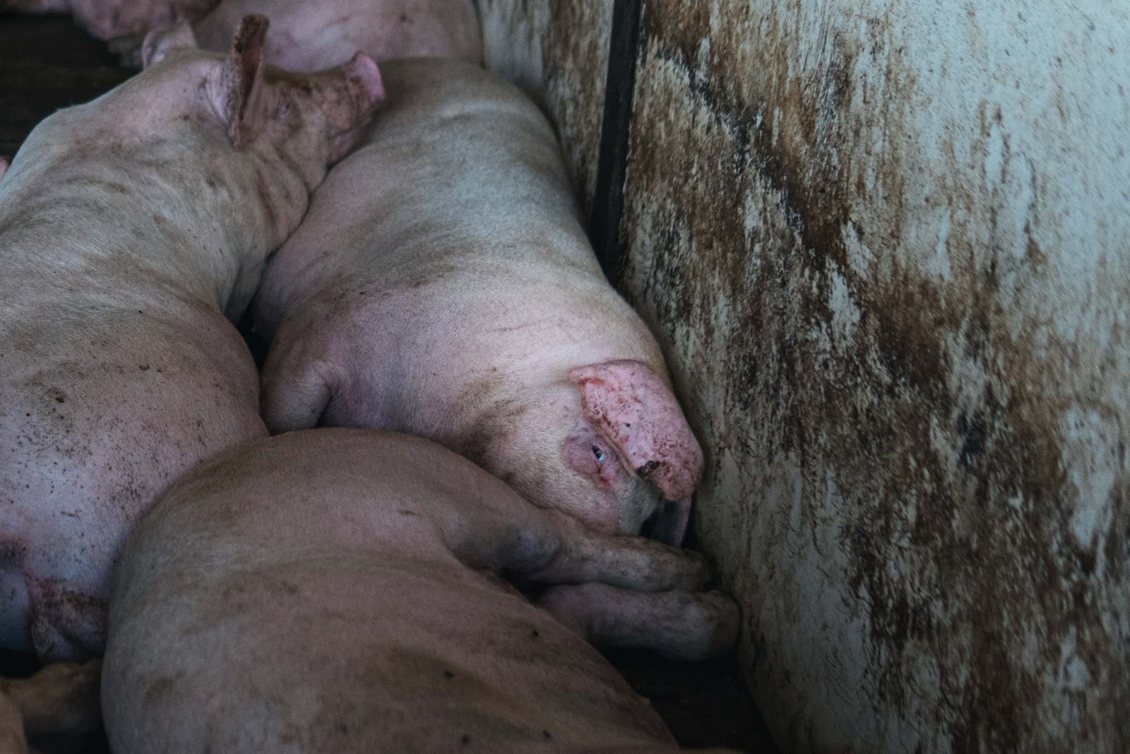 Pigs inside a shed on UK farm