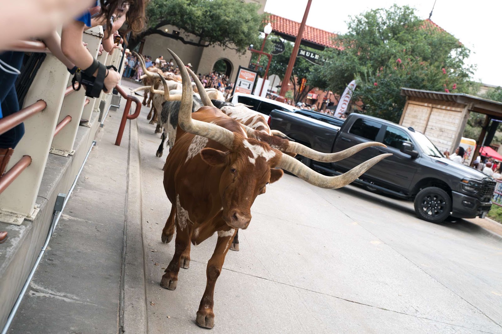 Longhorn Cows Walk The Street For Cattle Drive