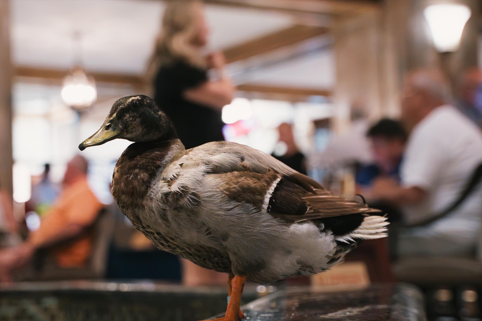 Ducks Kept In Hotel Fountain