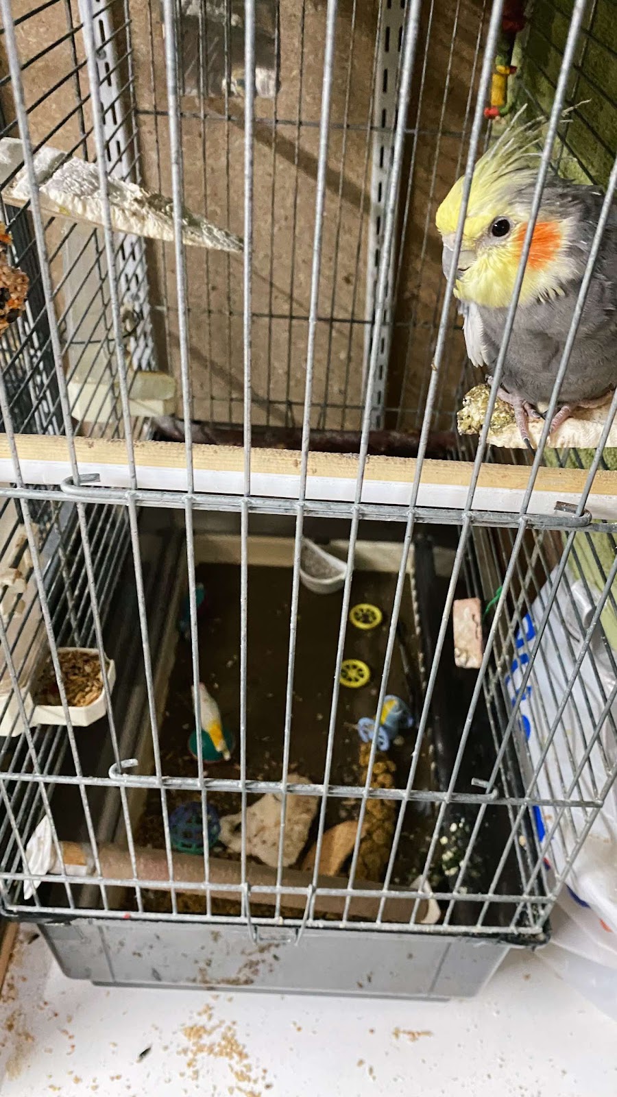 Cockatiel Alone In A Pet Shop