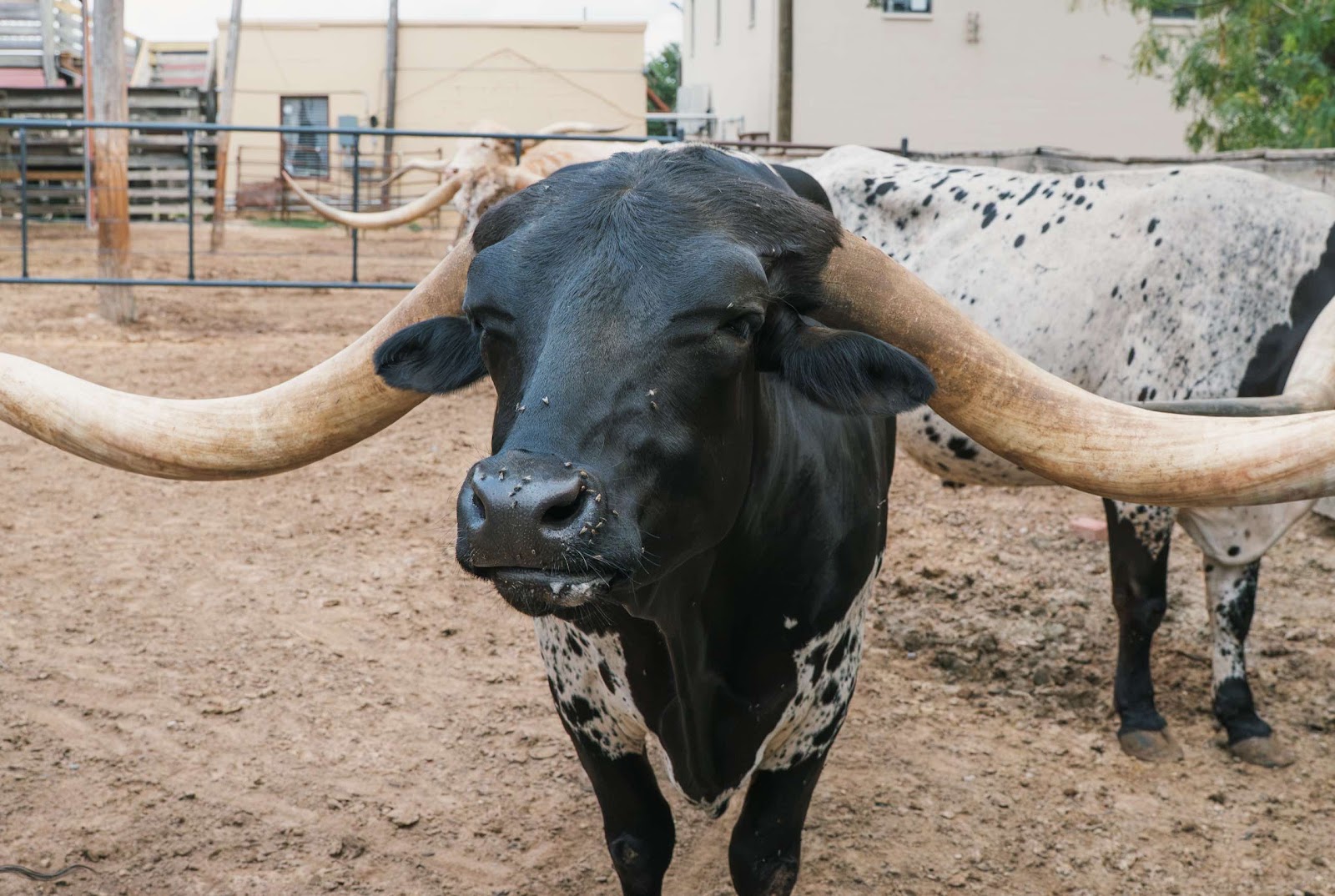Close-Up Long Horn Cow