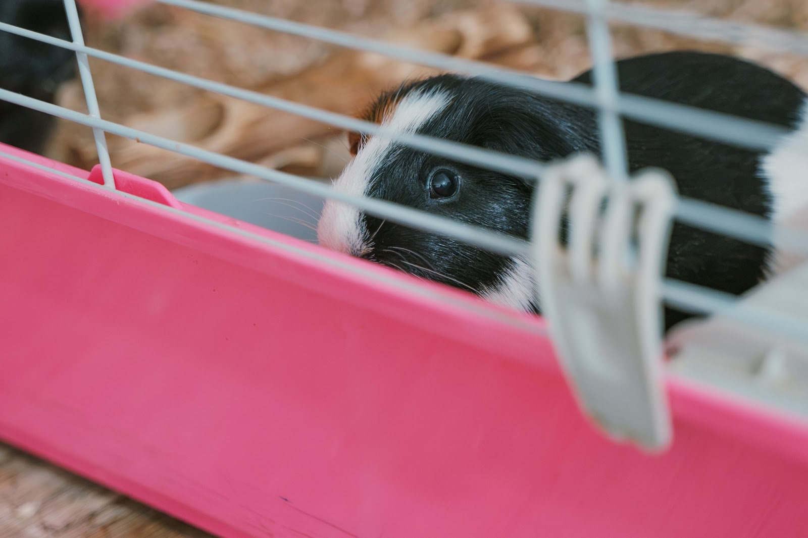 Caged Guinea Pig