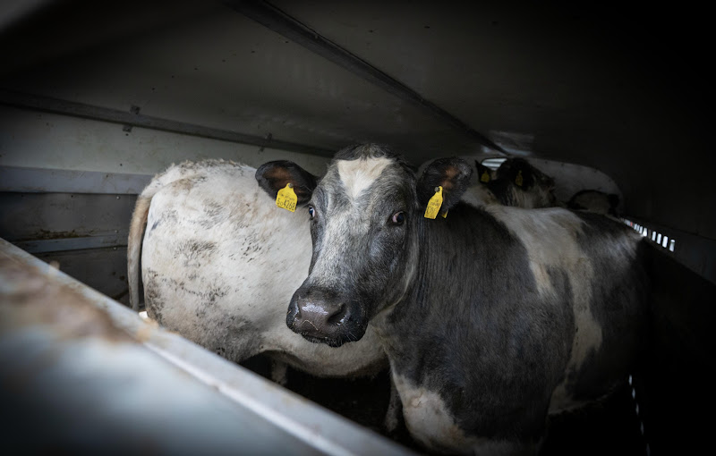 Cows inside slaughter truck. St Merryn's Meat Slaughterhouse, Bodmin, Cornwall