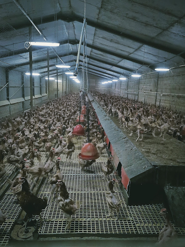 Barn Egg Chicken Shed 
