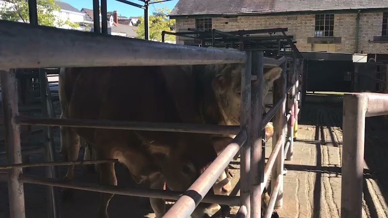 Farmer pokes at cows  - Newton Abbot Livestock Market