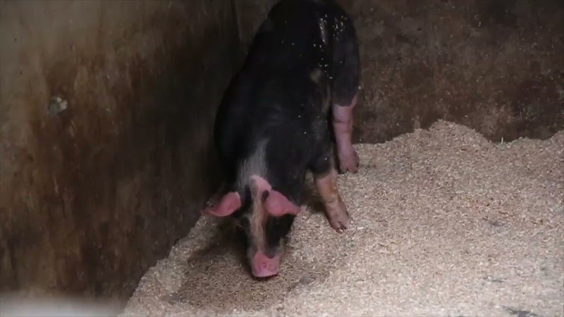 Pig in lairage of slaughterhouse - Tideford Slaughterhouse, Cornwall, UK