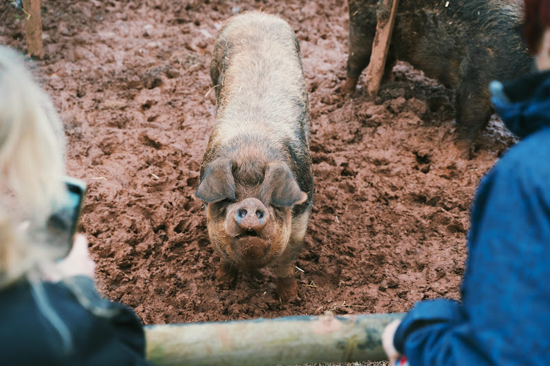 Pig - Hakuna Matata Animal Sanctuary