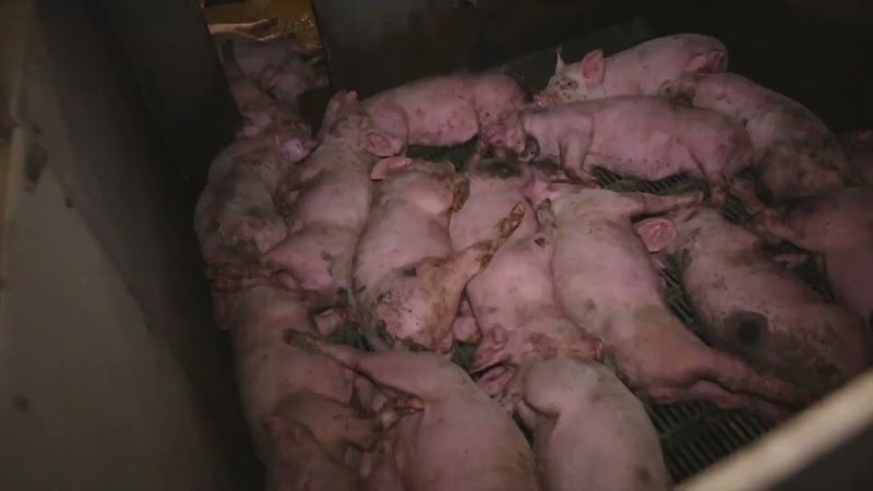 Sleeping pigs on farm